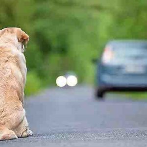Lo condenan a pagar 1.992 euros por abandonar a su perro que resultó atropellado
