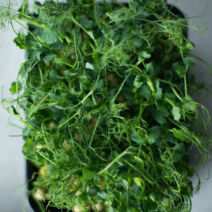 ¿Qué es un microverde y cuáles son sus beneficios?