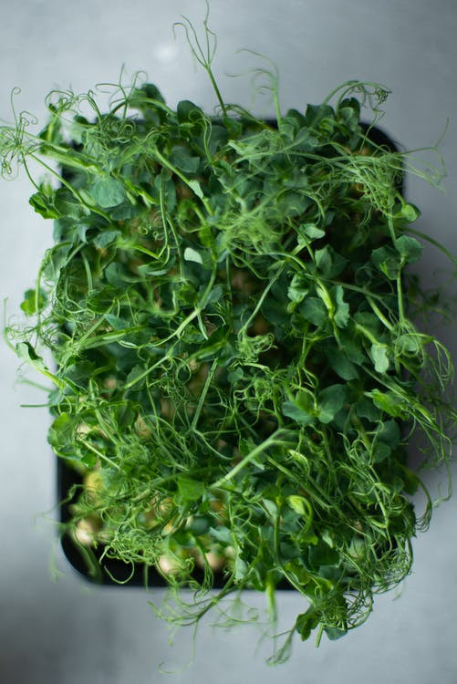 ¿Qué es un microverde y cuáles son sus beneficios?