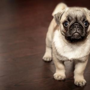 Consejos y productos para animales domésticos