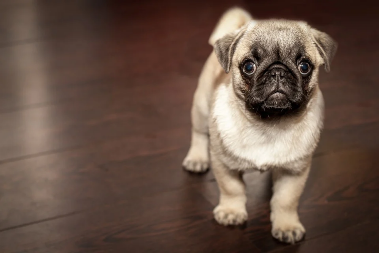 Consejos y productos para animales domésticos