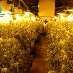 Apagan un incendio en el Puerto de Santa María y encuentran 223 plantas de marihuana