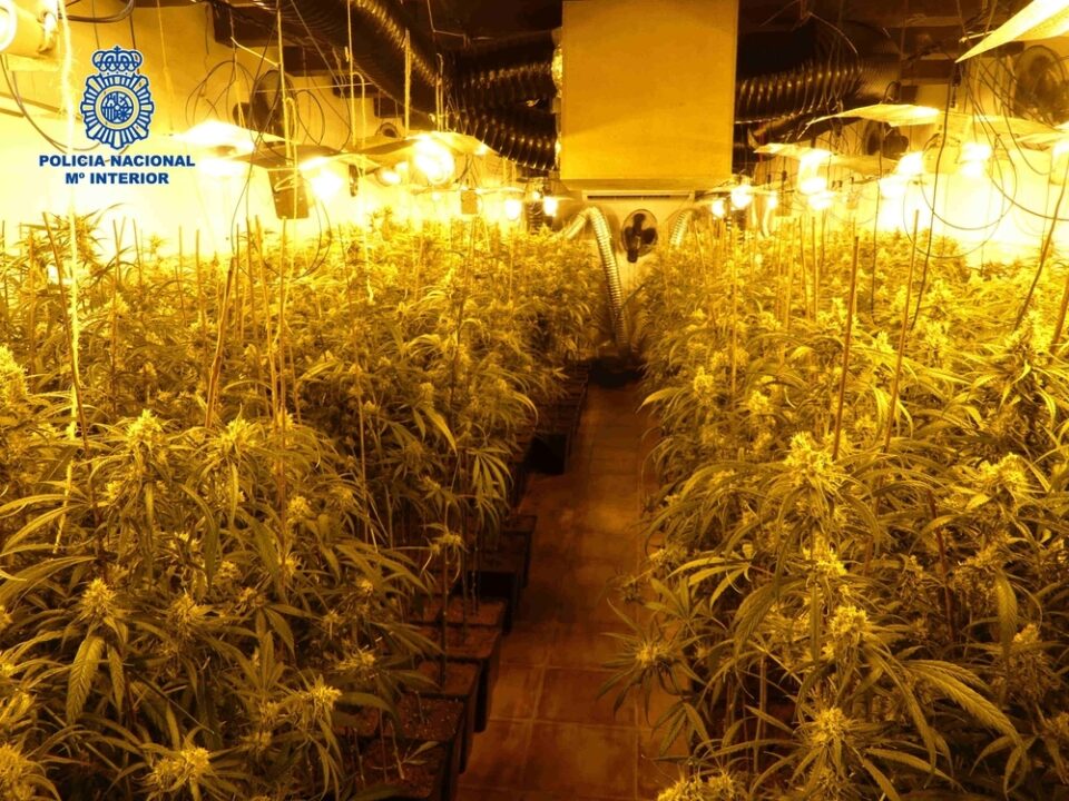 Apagan un incendio en el Puerto de Santa María y encuentran 223 plantas de marihuana