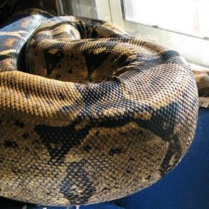 La Guardia Civil de Valencia impide la venta de una boa constrictor por internet