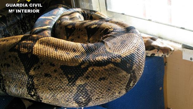 La Guardia Civil de Valencia impide la venta de una boa constrictor por internet