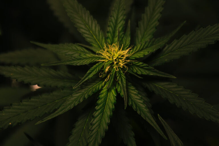 Qué fases de floración experimentan las plantas autoflorecientes y en qué se diferencian del resto