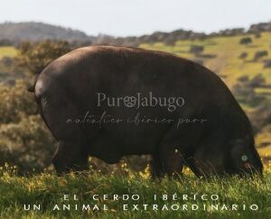¿Cuál es la mejor tienda para comprar jamón puro de Jabugo?