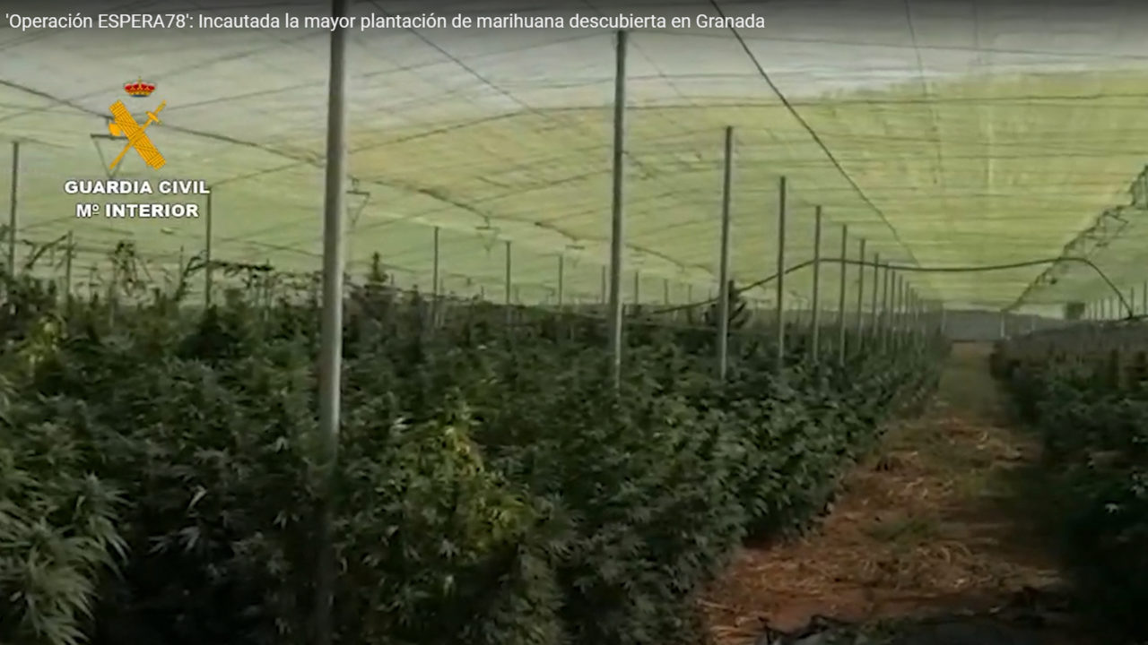 La Guardia Civil encuentra la mayor plantación de marihuana de Granada