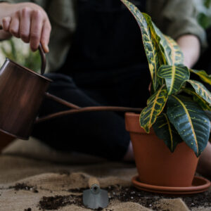 Pur Plant, la mejor tienda online para el cuidado de plantas