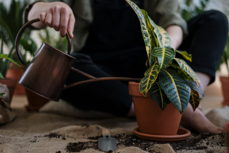 Pur Plant, la mejor tienda online para el cuidado de plantas