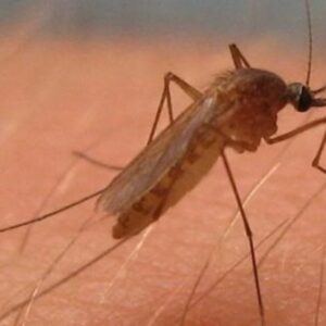 La Puebla del Río insta a la Junta de Andalucía a "coger el timón" en relación al virus del Nilo