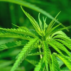 CBDFarm, una alternativa para la salud, completamente legal