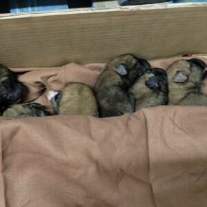 Seis cachorros son salvados de morir destrozados por el camión de la basura
