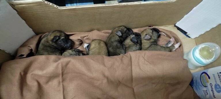 Seis cachorros son salvados de morir destrozados por el camión de la basura