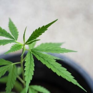 ¿Cuáles son las mejores variedades de cannabis para los tratamientos de ansiedad?