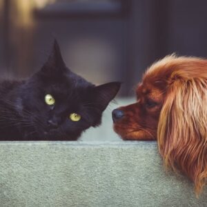 ¿Cuáles son las ventajas de comprar en una tienda online para mascotas?