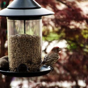 Beneficios de usar pienso ecológico con tus animales