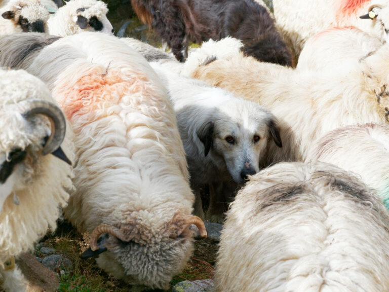 Los perros y el pastoreo