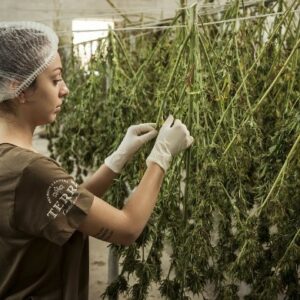 Investigan los beneficios del cannabidiol para la salud humana