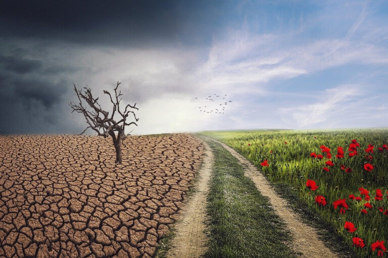 ¿Por qué es importante combatir el cambio climático?