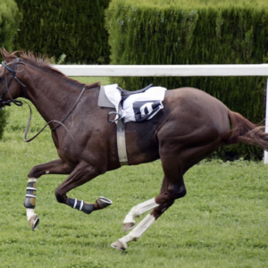 ¿Cómo saber a qué caballo apostar en las carreras?