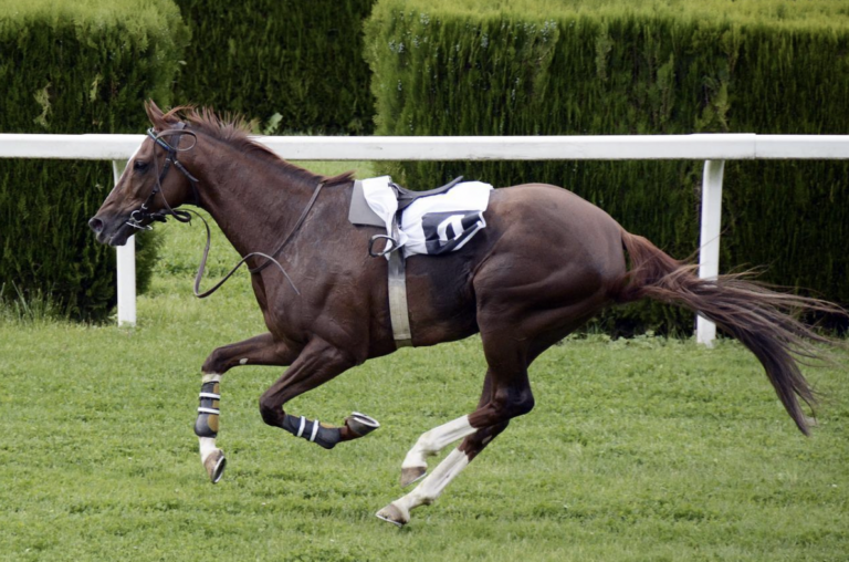 ¿Cómo saber a qué caballo apostar en las carreras?