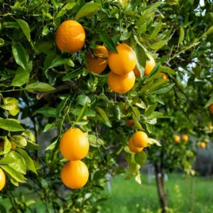 La naranja es un buen potenciador del bronceado natural para el verano, por Sabor a Naranjas