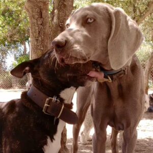 La guardería de perros PERROBUENO prepara un campamento de verano para perros