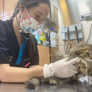 El Hospital Veterinario El Bosque lanza algunas recomendaciones para prevenir el síndrome del gato paracaidista