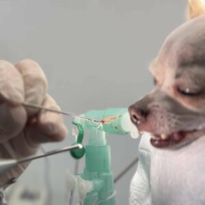 Los expertos del Hospital Veterinario Privet en Madrid hablan sobre el peligro de las espigas para los perros
