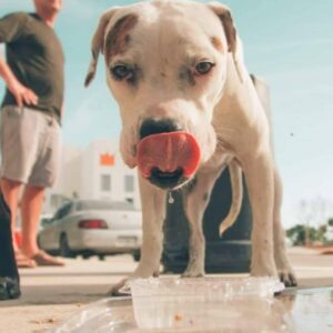 Cómo evitar un golpe de calor en los perros
