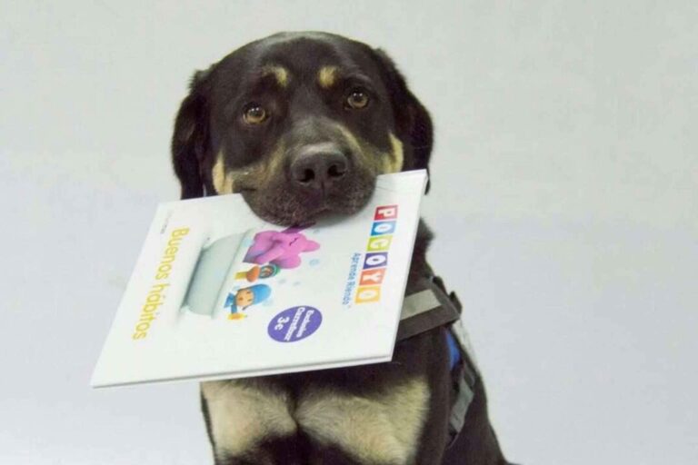 Incentivar la lectura con la ayuda de perros de asistencia