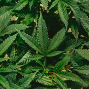 ¿Cómo es la situación legal del cannabis en España?