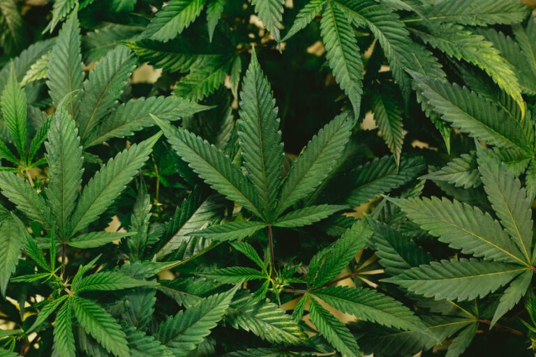 ¿Cómo es la situación legal del cannabis en España?