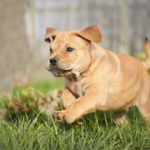 Cachorros del Valle ofrece servicio de monta para diferentes razas de cachorros nacionales