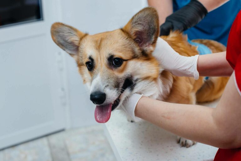 VetFormación ofrece cursos de Auxiliar Veterinario