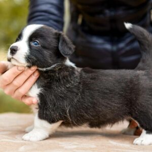 Cachorros Del Valle, el criadero profesional que garantiza el máximo cuidado de sus mascotas