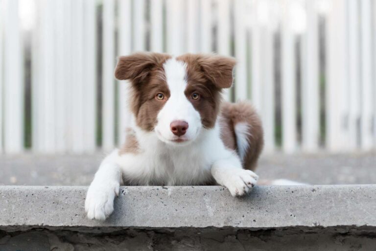 Todo lo que hay que saber sobre el cuidado de un cachorro, con tiendacachorro.es