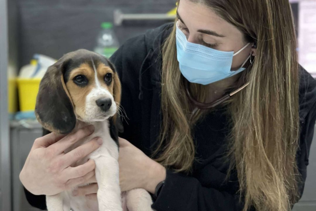 Golpes de calor en mascotas durante el verano, por Hospital Veterinario El Bosque