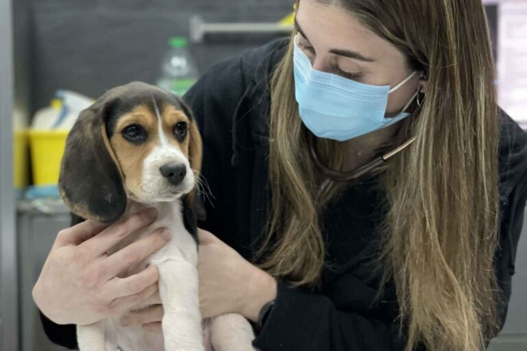 Golpes de calor en mascotas durante el verano, por Hospital Veterinario El Bosque