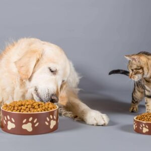 ¿Dónde comprar comida para mascotas? Pixi Mascotas