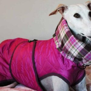 Los accesorios y ropa para galgo de Lucas & Lola