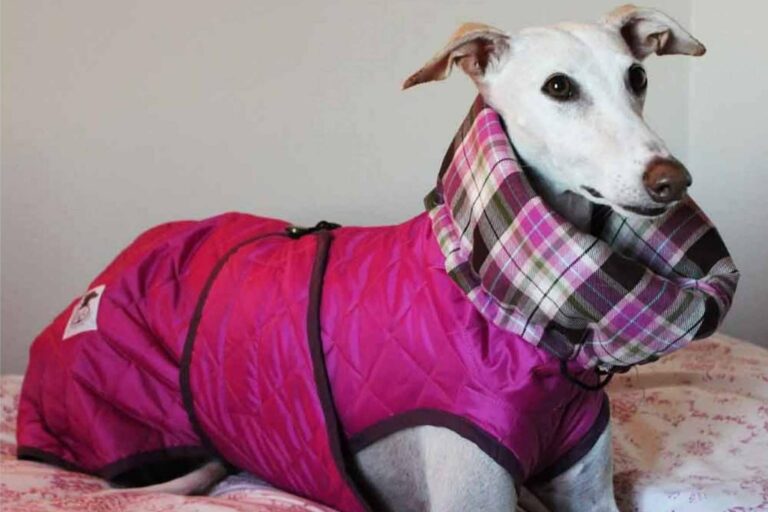 Los accesorios y ropa para galgo de Lucas & Lola