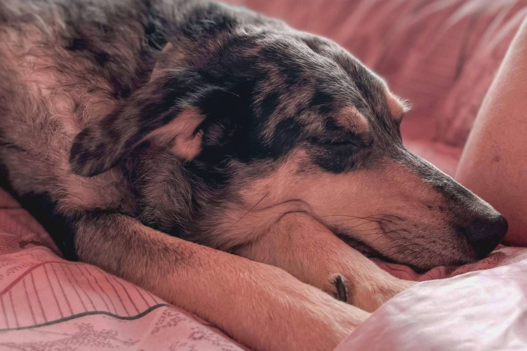 Filosofía de vida para un mundo más perro, el nuevo libro de Noemí Haro que trata los cuidados del perro senior