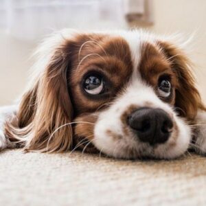 Principales enfermedades oculares en perros y sus causas