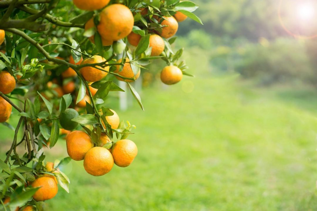 Innumerables recetas con naranja, de la mano de Sabor a Naranjas