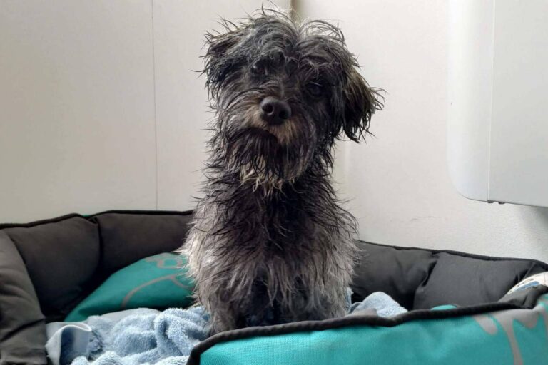 ¿Cómo tratar la ansiedad en perros por separación?, por Asociación Española de Perros de Apoyo
