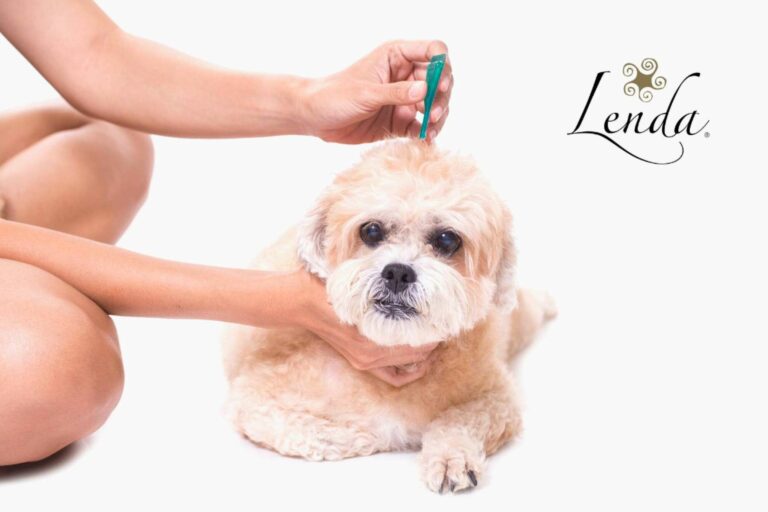 Prevenir parásitos externos perros en verano de la mano de Lenda