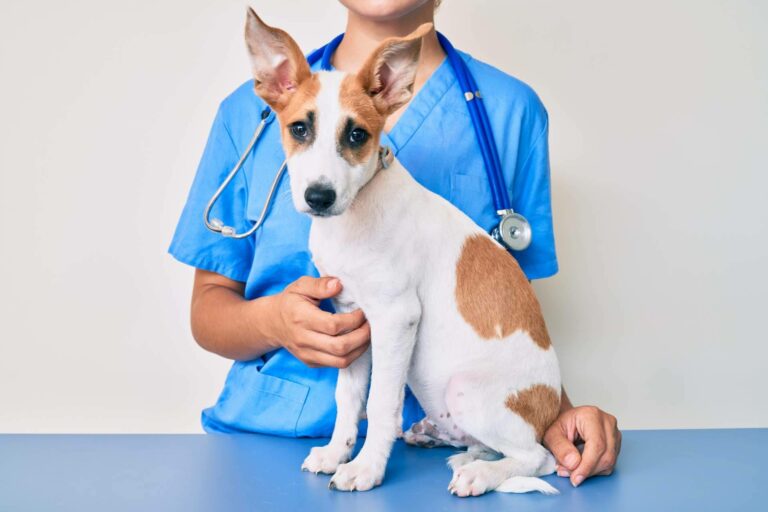 Los cursos de Vetformación permiten estudiar ATV en Galicia