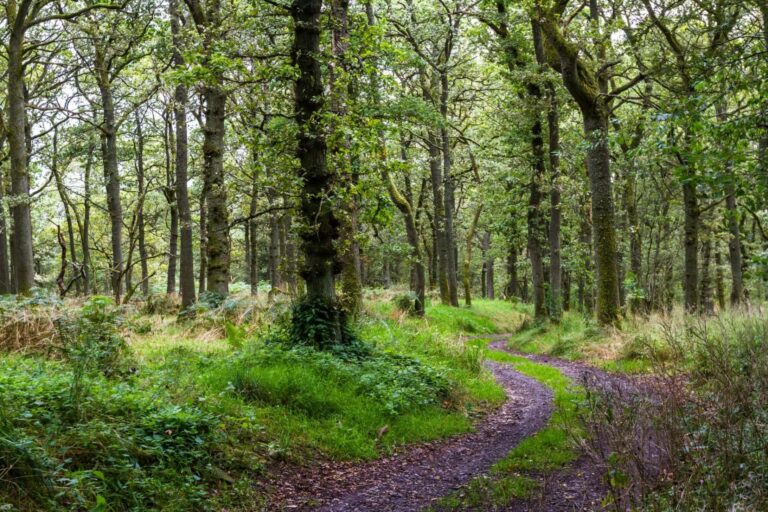 Crear conciencia de cómo cuidar el planeta con el programa de salud medioambiental de WellWo